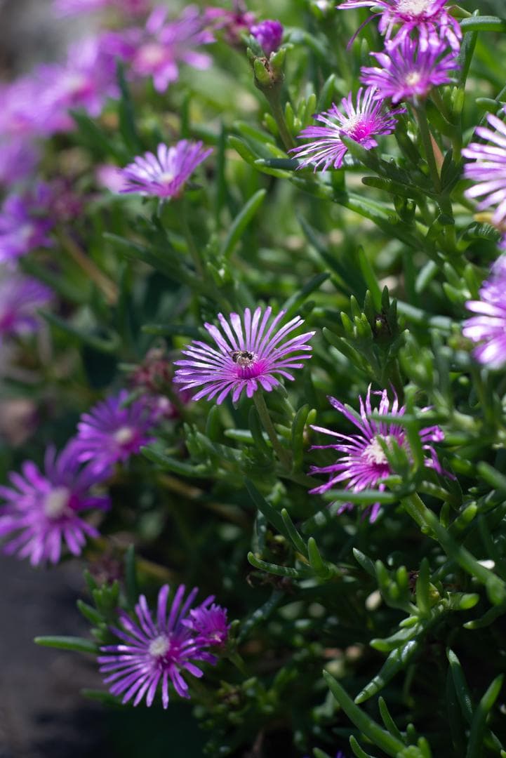 元箱付き！中身はライカ！MINOLTA M-ROKKOR 90mm f4