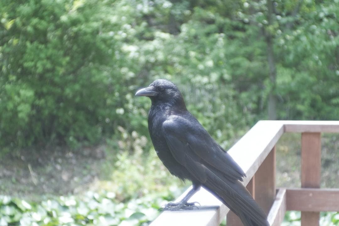 限界値下げ！Som Berthiot 50mm f2.8 NEX改 銘玉