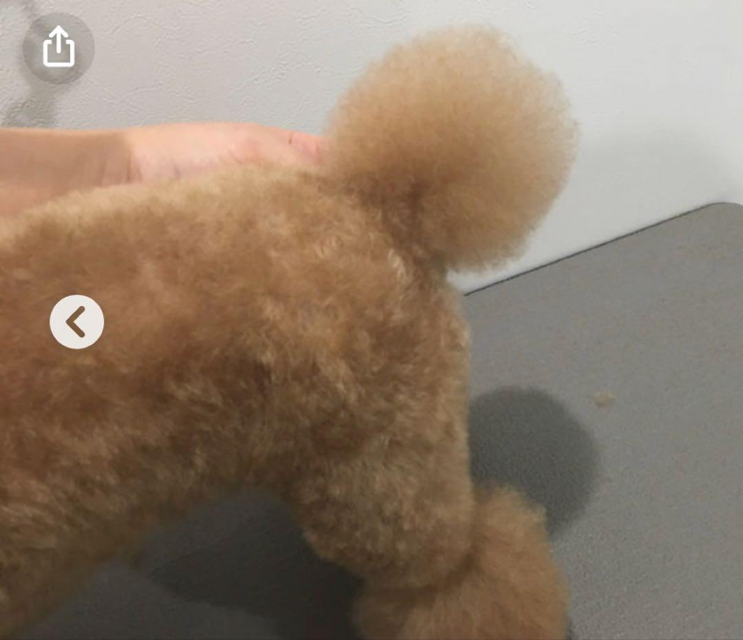 羊毛フェルト 毛糸 トイプードル（レッド）大きめ❣️23cm