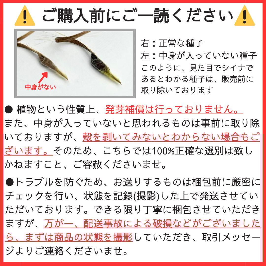 サルコカウロン ペニクリナム 自家採取 種子 5粒