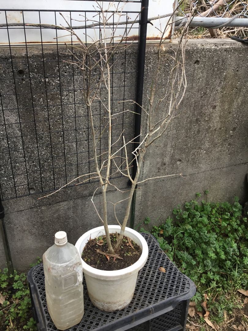 風鈴ツリバナ　７０センチ