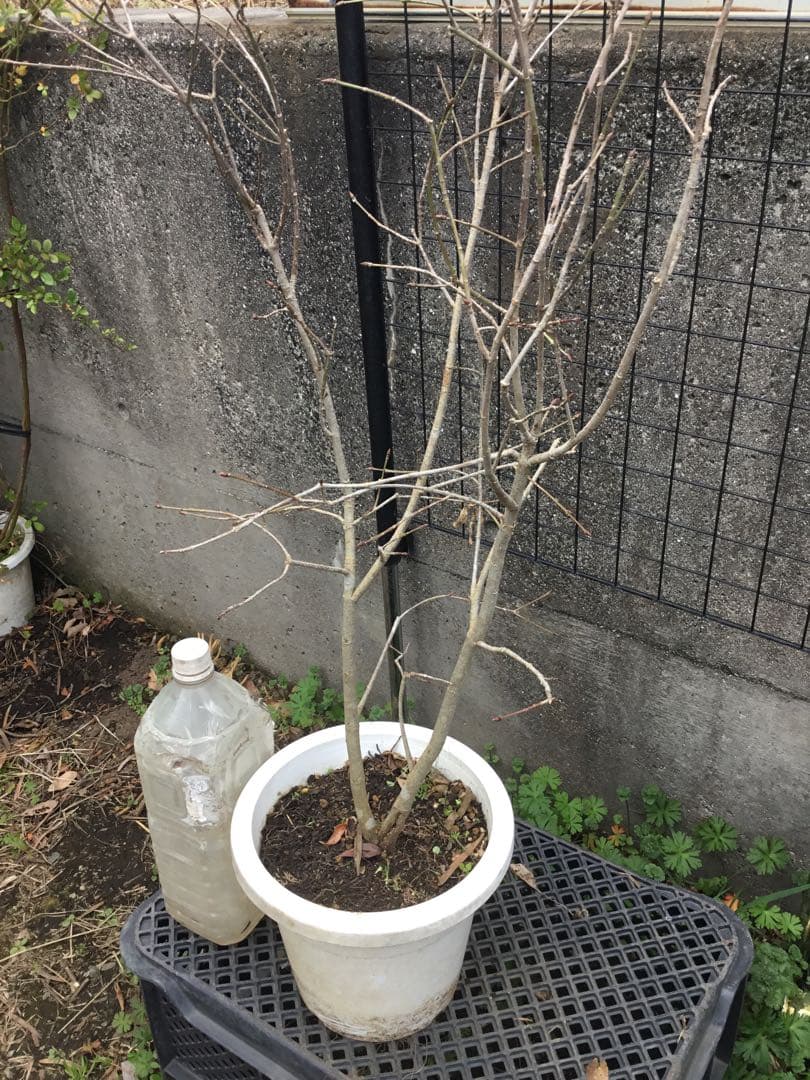 風鈴ツリバナ　７０センチ