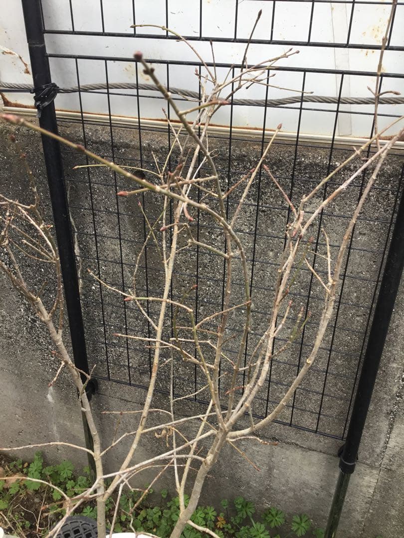 風鈴ツリバナ　７０センチ