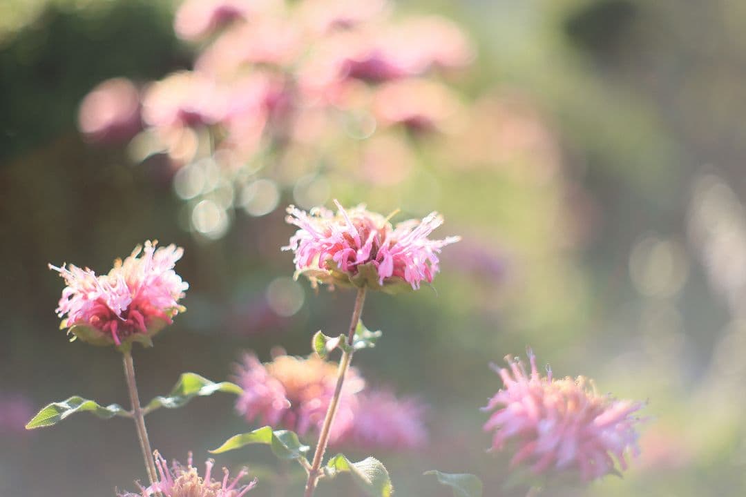 《希少》YASHICA LENS ML 50mm F1.4 後期型 【良品】