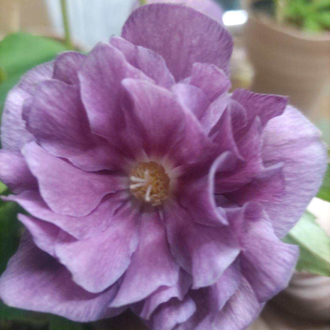 17日入荷⭐️ゴールド系ダブル咲き⭐️クリスマスローズ５品種５鉢セット