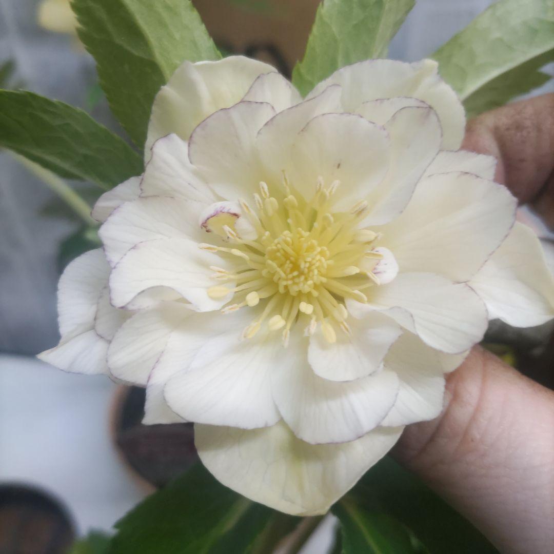 17日入荷⭐️ゴールド系ダブル咲き⭐️クリスマスローズ５品種５鉢セット