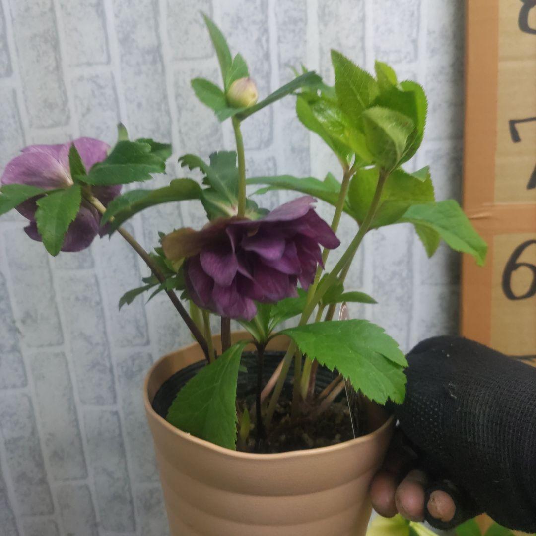 17日入荷⭐️ゴールド系ダブル咲き⭐️クリスマスローズ５品種５鉢セット