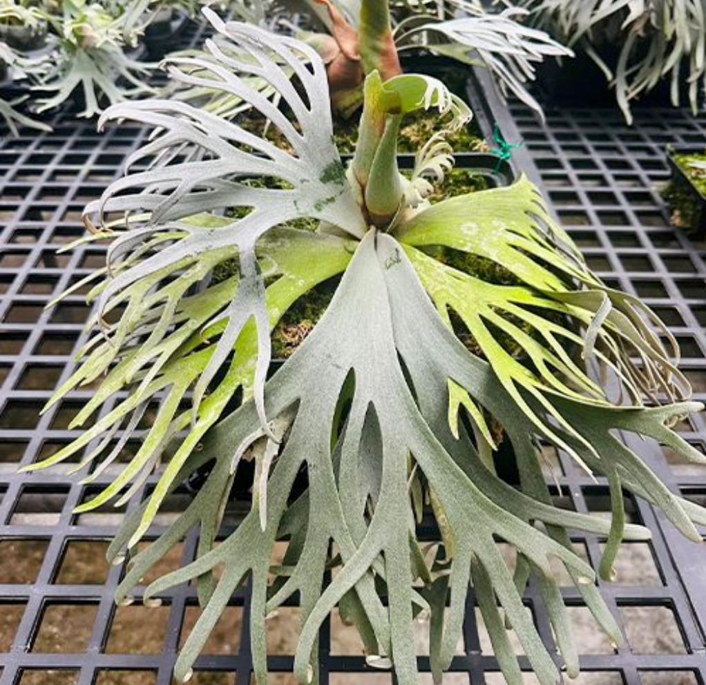 ビカクシダ　ウィリンキー　バクテリア　コルク付け2