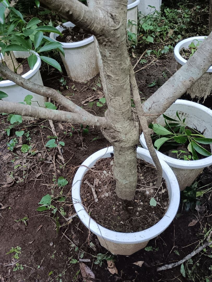 シェフレラ木立