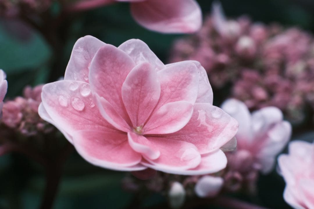 FUJINON XF56mm F1.2 VILTROX DG-FU フィルター付