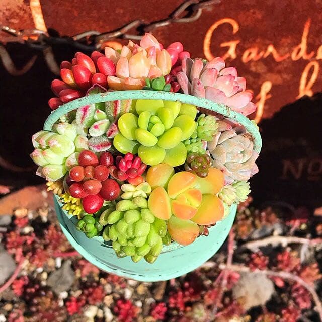 ★多肉植物　寄せ植え〜ブリキピック寄せ　グリーン〜そのまま飾れます(*≧∀≦*)