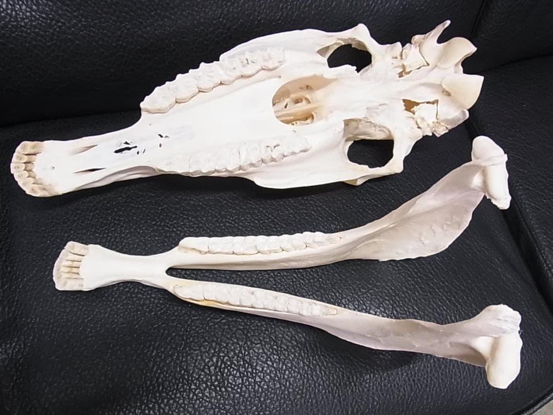 高品質！特大サイズ　イングリッシュ・サラブレッド　頭骨