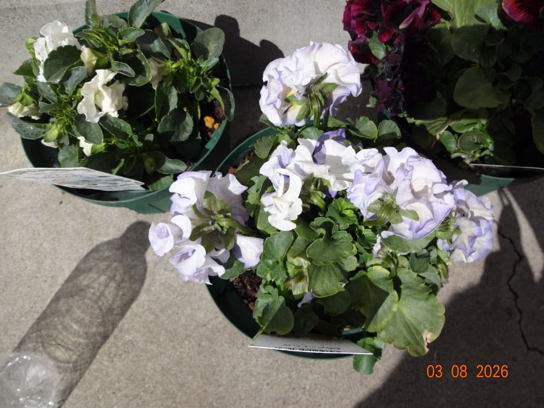 セーヴル　ユニヴェール　ウェディングドレス　　サトウ園芸さんパンジー　計3鉢