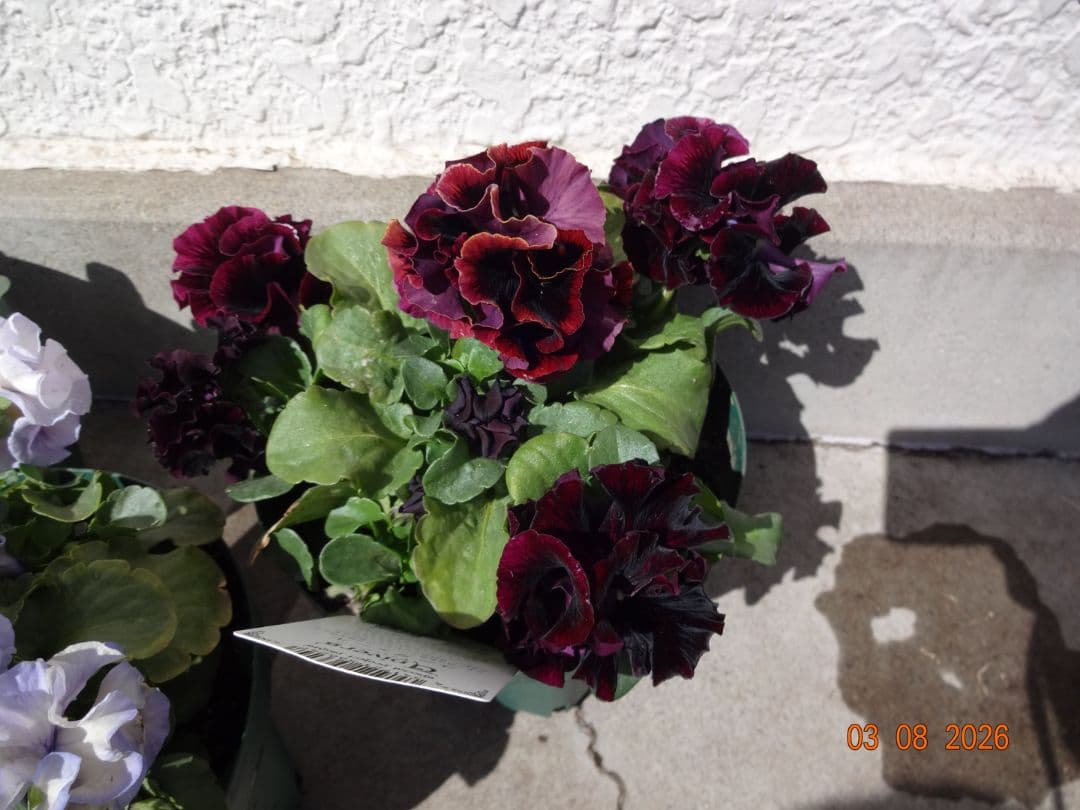 セーヴル　ユニヴェール　ウェディングドレス　　サトウ園芸さんパンジー　計3鉢