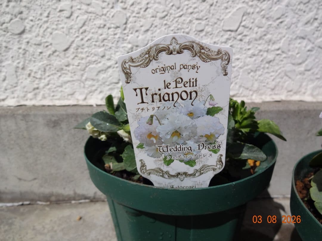 セーヴル　ユニヴェール　ウェディングドレス　　サトウ園芸さんパンジー　計3鉢