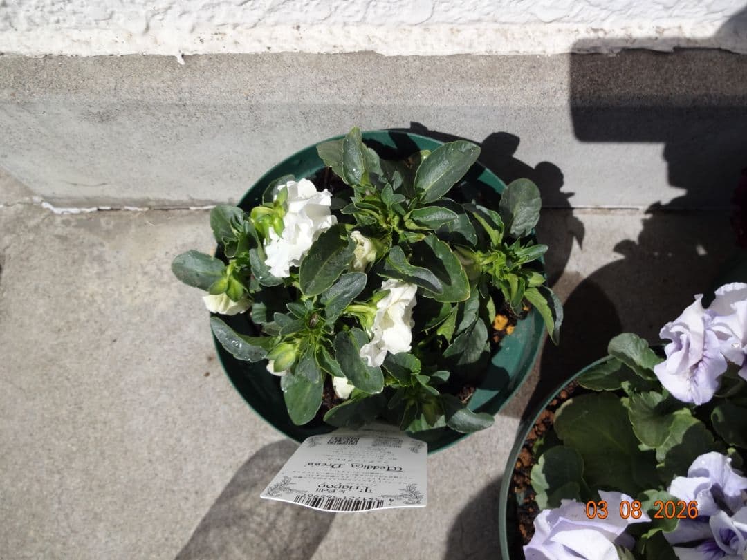 セーヴル　ユニヴェール　ウェディングドレス　　サトウ園芸さんパンジー　計3鉢