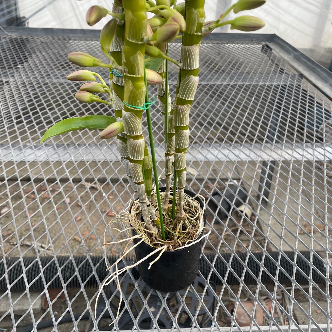 【chunta3】コガネ　ヒミコまとめ買い2点