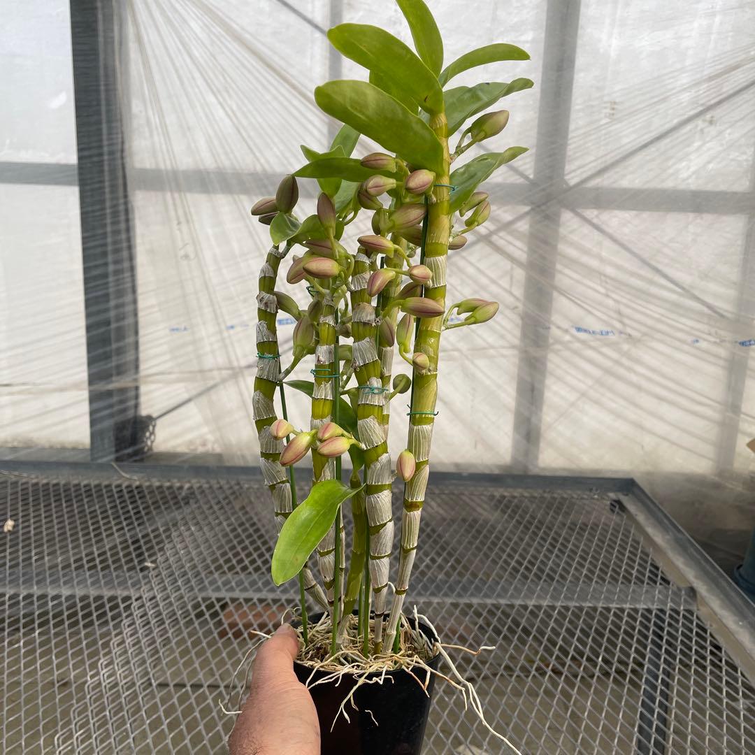 【chunta3】コガネ　ヒミコまとめ買い2点