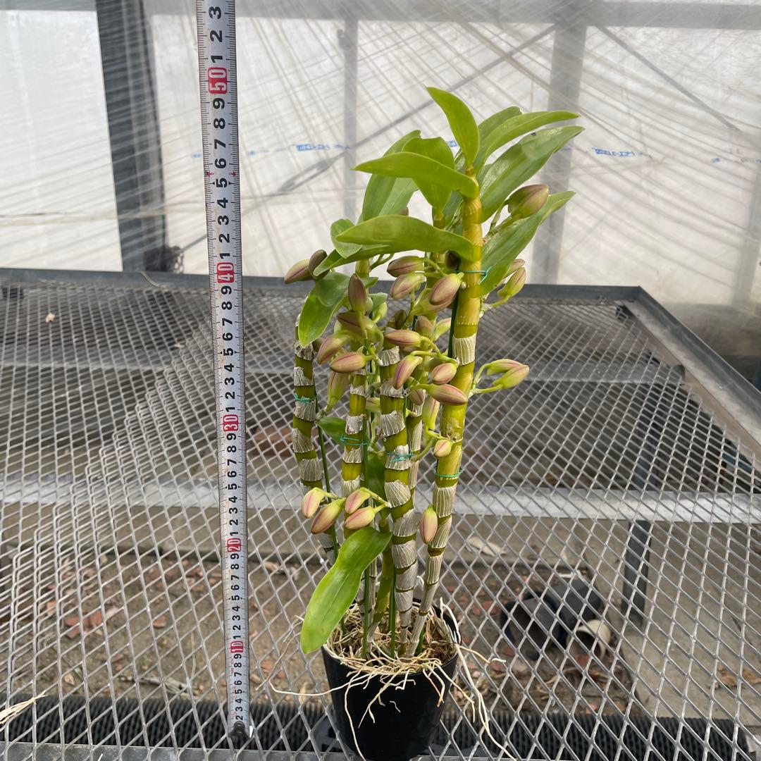 【chunta3】コガネ　ヒミコまとめ買い2点