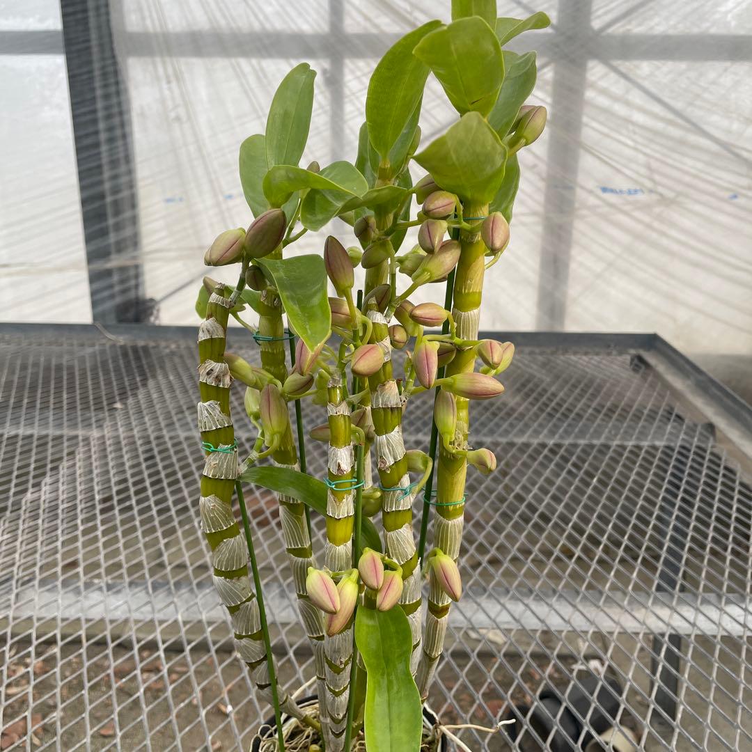 【chunta3】コガネ　ヒミコまとめ買い2点