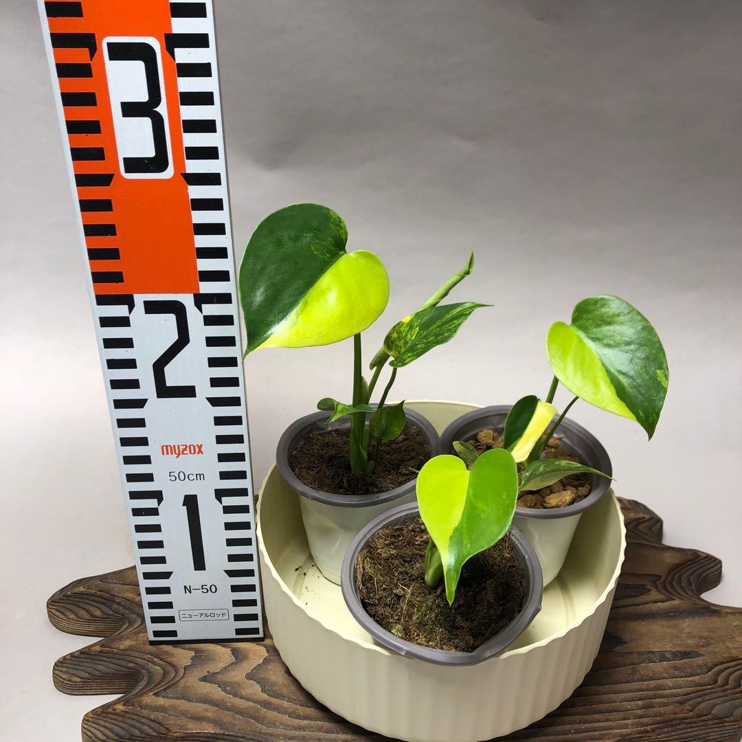 MS585 3株セットモンステラデリシオーサ イエローマリリン 066