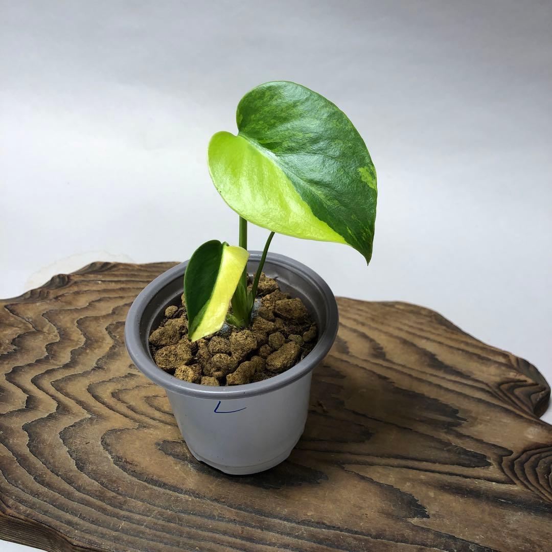 MS585 3株セットモンステラデリシオーサ イエローマリリン 066