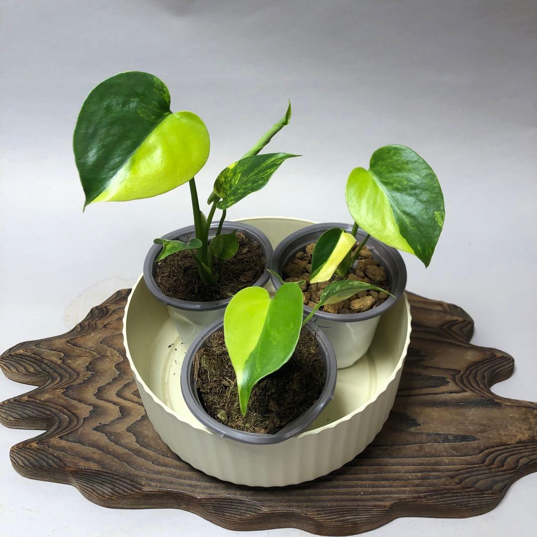 MS585 3株セットモンステラデリシオーサ イエローマリリン 066