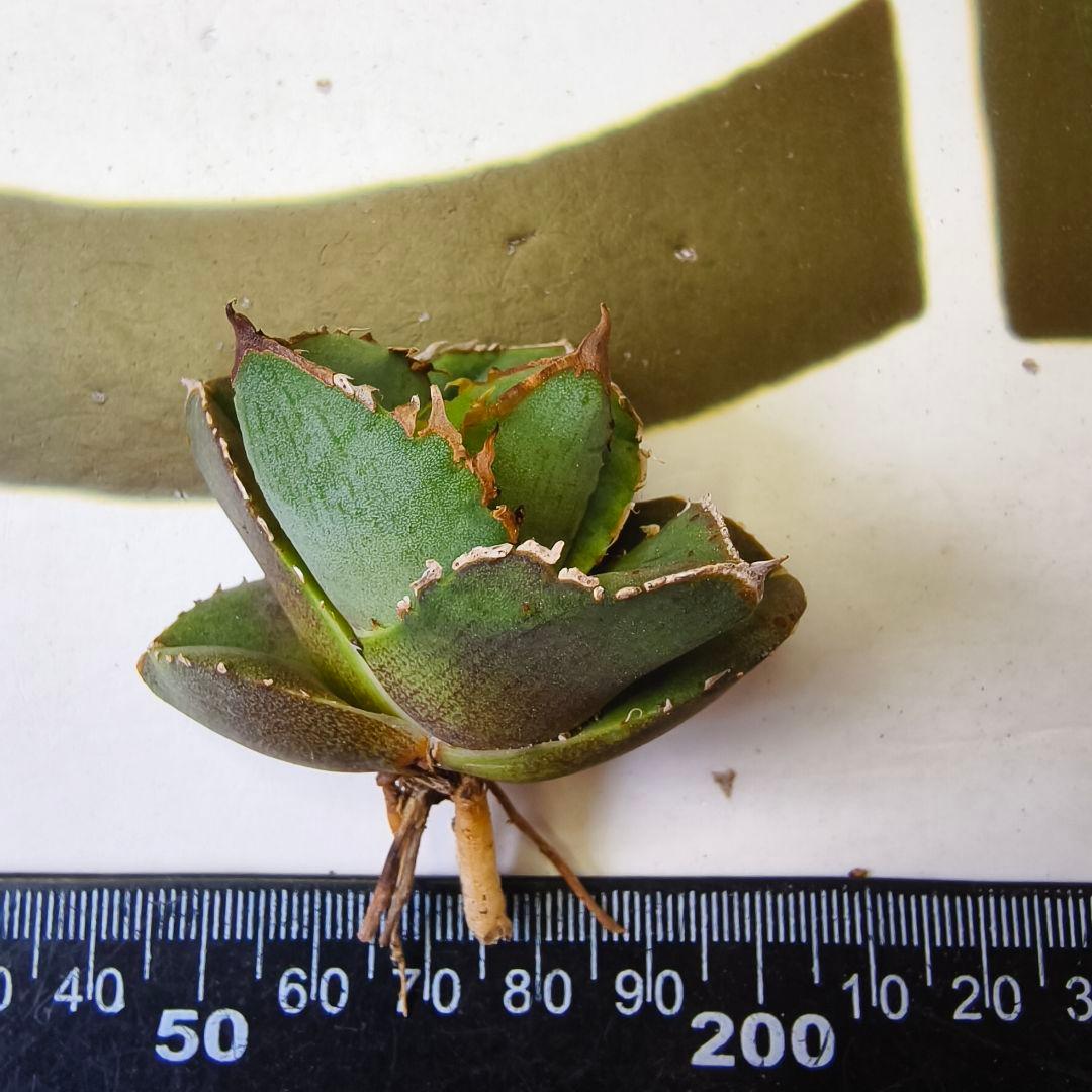 514【上澳園芸】 アガベ チタノタ グラトニー Gluttony 良質子株