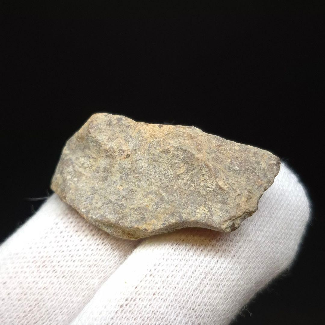 ティラノサウルス 化石 骨 本物 アメリカ 33.97mm ケース付 tb182