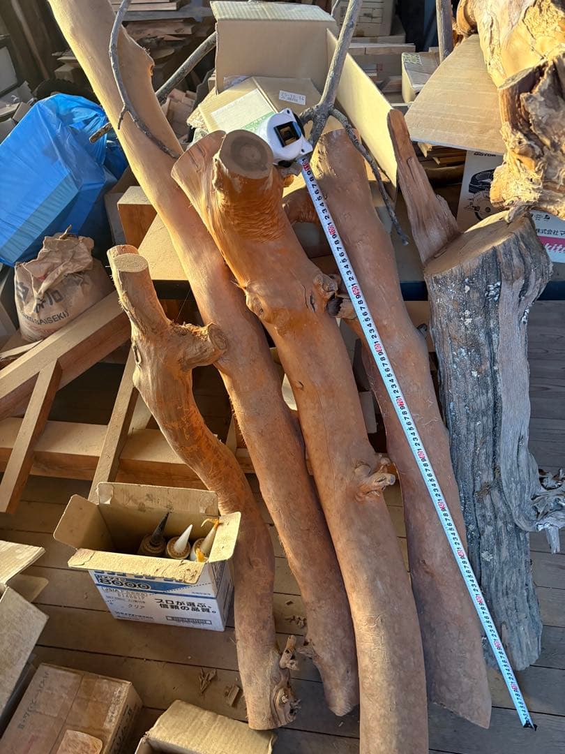 樹齢約800年　杉　枝　アクアリウム　流木　パワーウッド　水槽　インテリア