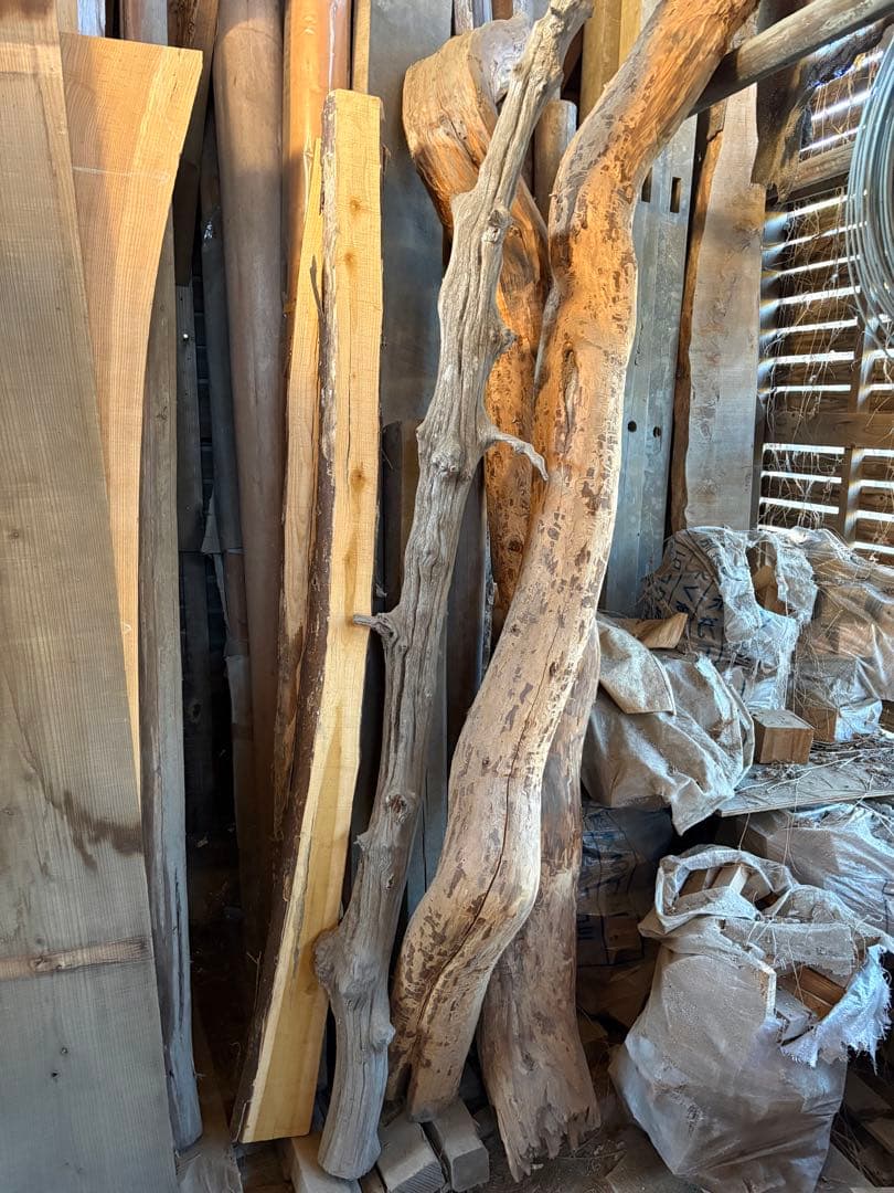 樹齢約800年　杉　枝　アクアリウム　流木　パワーウッド　水槽　インテリア