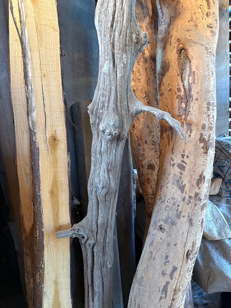 樹齢約800年　杉　枝　アクアリウム　流木　パワーウッド　水槽　インテリア