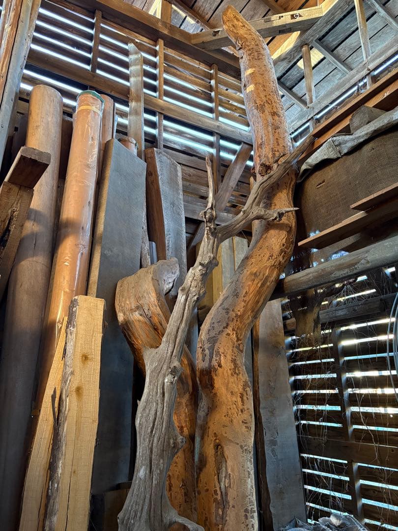 樹齢約800年　杉　枝　アクアリウム　流木　パワーウッド　水槽　インテリア