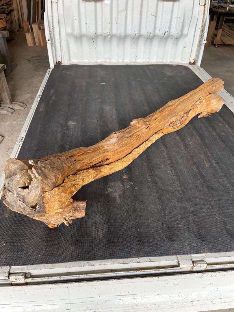 樹齢約800年　杉　枝　アクアリウム　流木　パワーウッド　水槽　インテリア