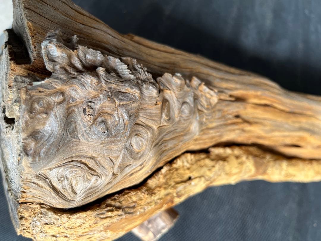 樹齢約800年　杉　枝　アクアリウム　流木　パワーウッド　水槽　インテリア