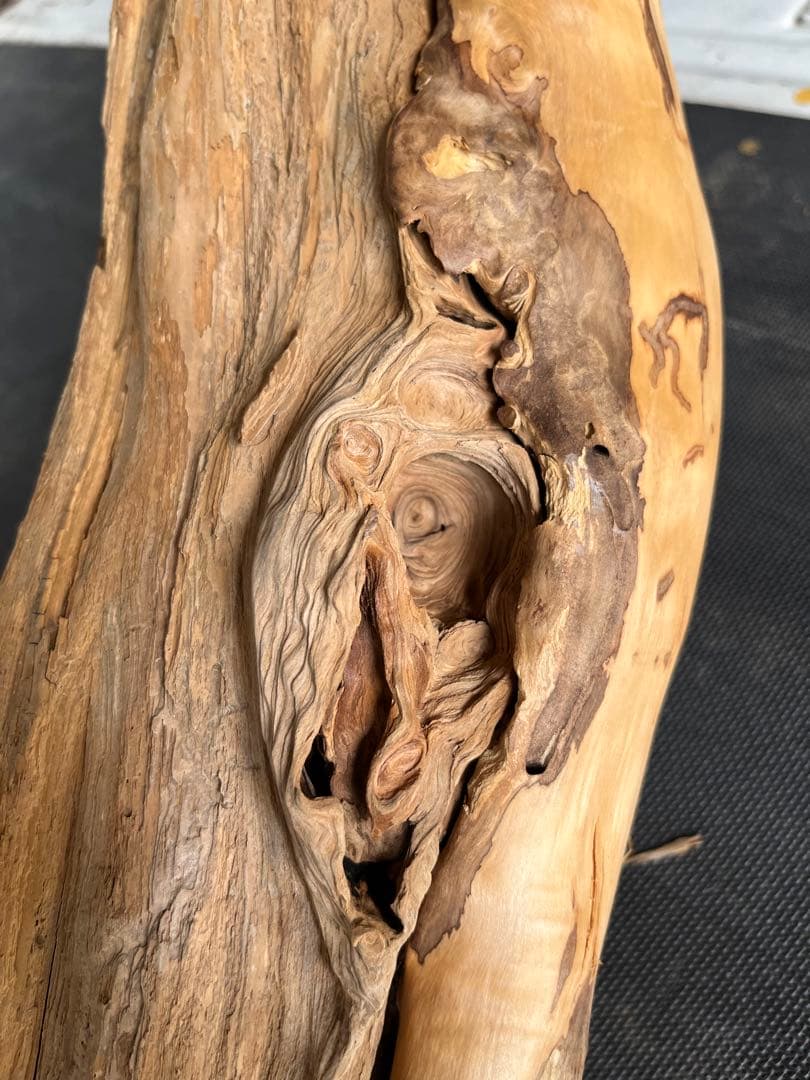 樹齢約800年　杉　枝　アクアリウム　流木　パワーウッド　水槽　インテリア