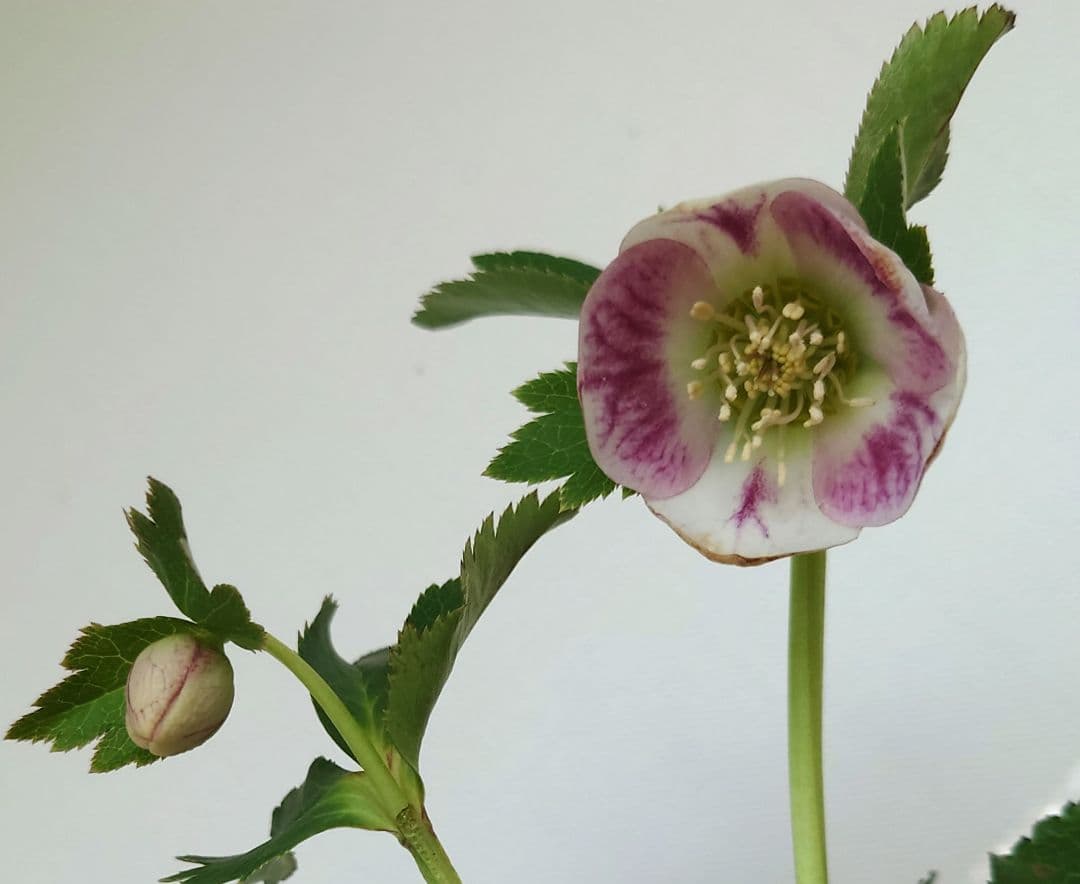 クリスマスローズ　パステリッシュストレイン　苗　株分け　大和園