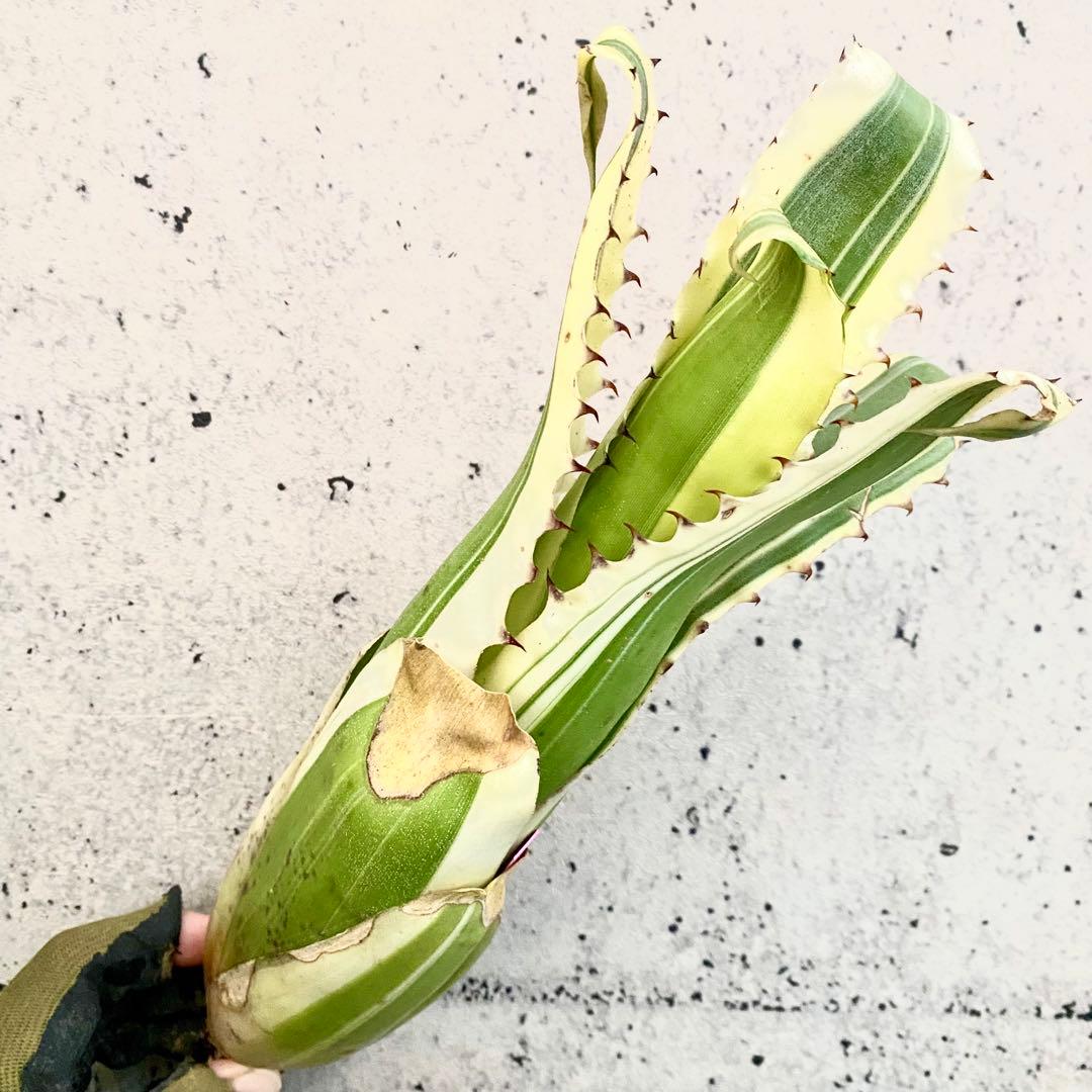 大きめサイズです！タンクブロメリア　ホヘンベルギア　『Karla』