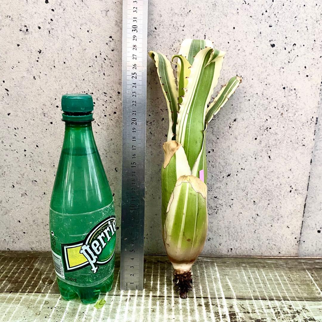 大きめサイズです！タンクブロメリア　ホヘンベルギア　『Karla』