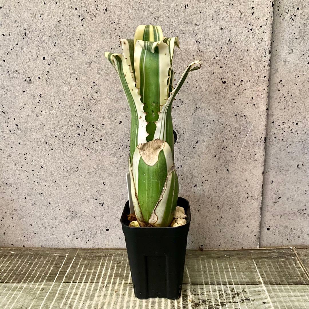 大きめサイズです！タンクブロメリア　ホヘンベルギア　『Karla』