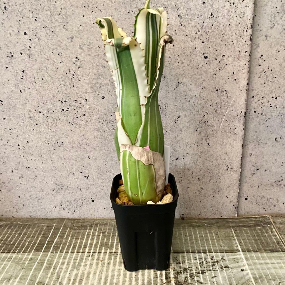 大きめサイズです！タンクブロメリア　ホヘンベルギア　『Karla』