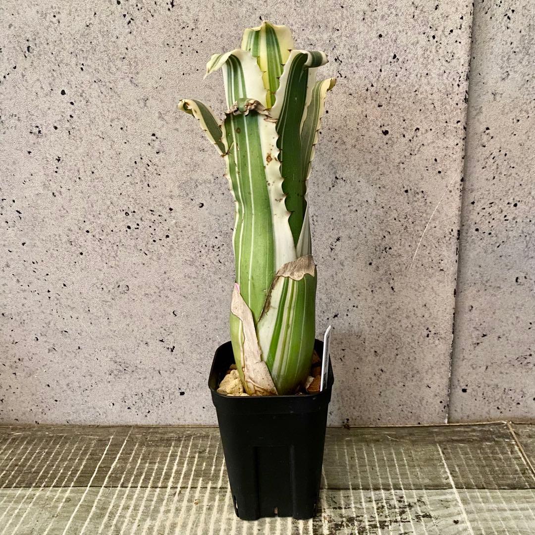 大きめサイズです！タンクブロメリア　ホヘンベルギア　『Karla』