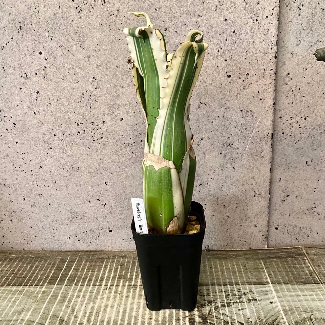 大きめサイズです！タンクブロメリア　ホヘンベルギア　『Karla』