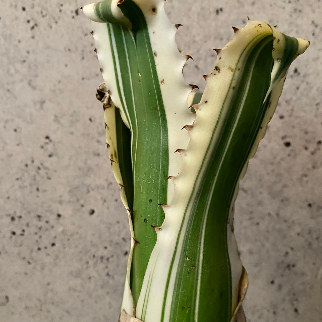 大きめサイズです！タンクブロメリア　ホヘンベルギア　『Karla』