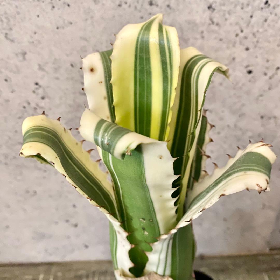 大きめサイズです！タンクブロメリア　ホヘンベルギア　『Karla』