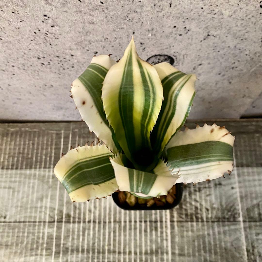 大きめサイズです！タンクブロメリア　ホヘンベルギア　『Karla』