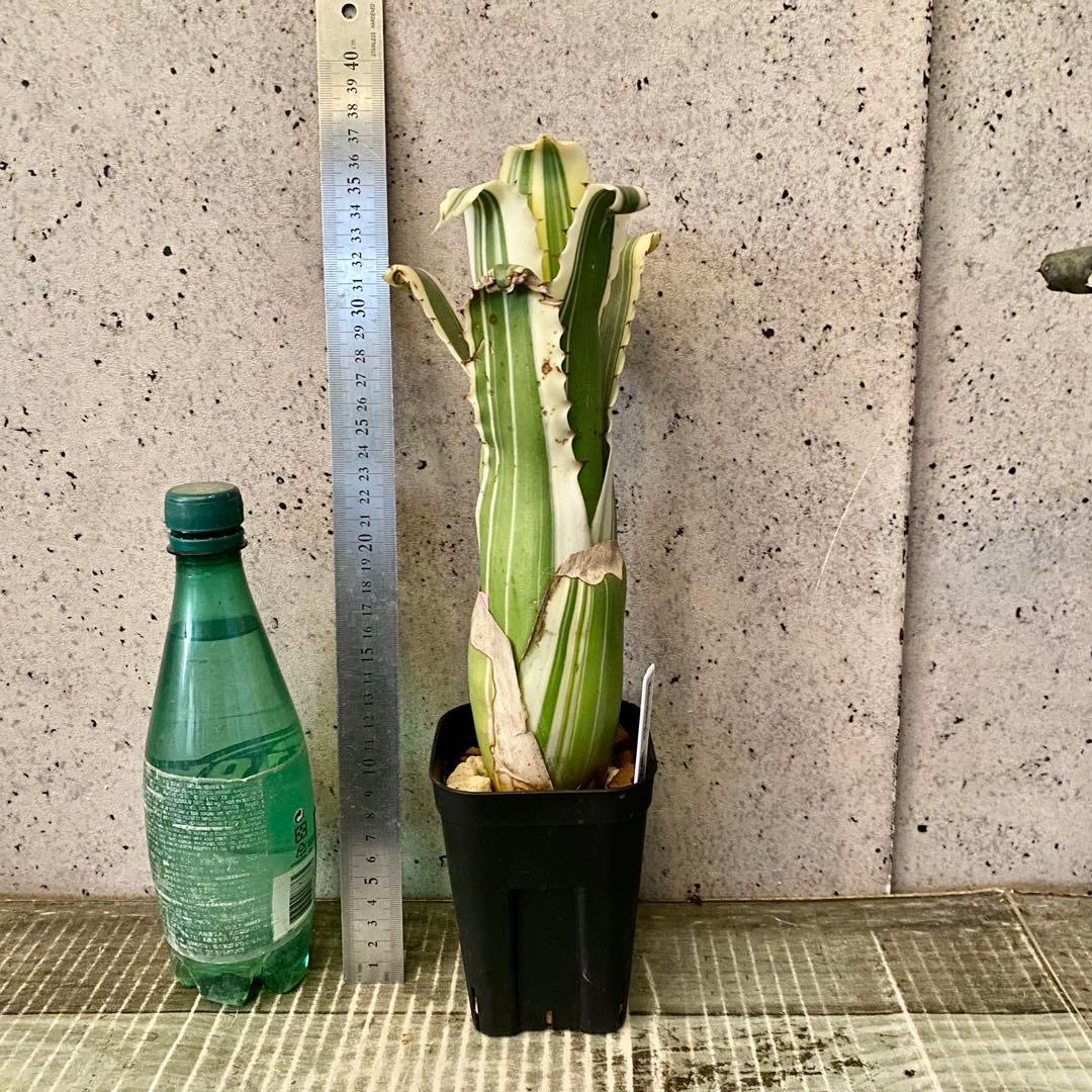 大きめサイズです！タンクブロメリア　ホヘンベルギア　『Karla』