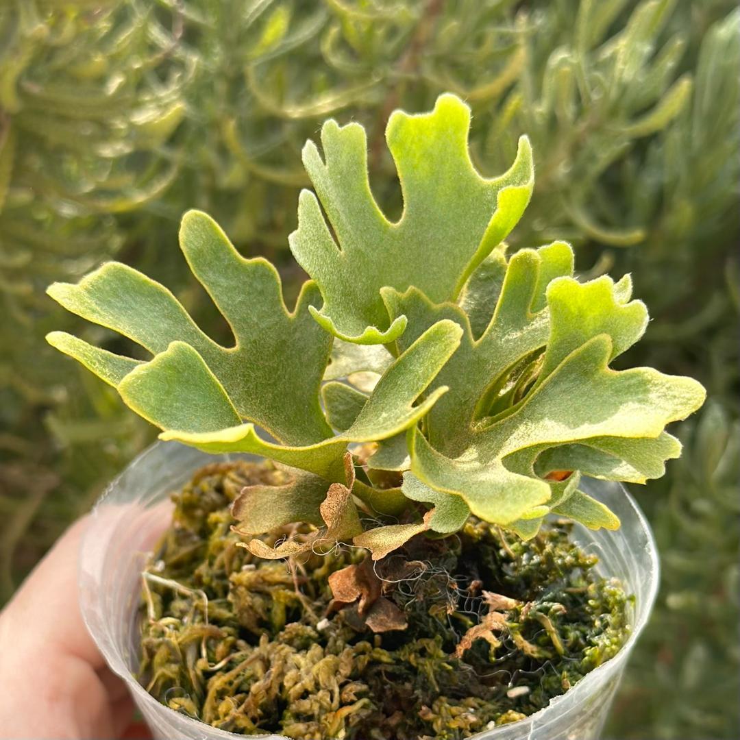 ビカクシダ P.ridleyi dwarf silver 4217