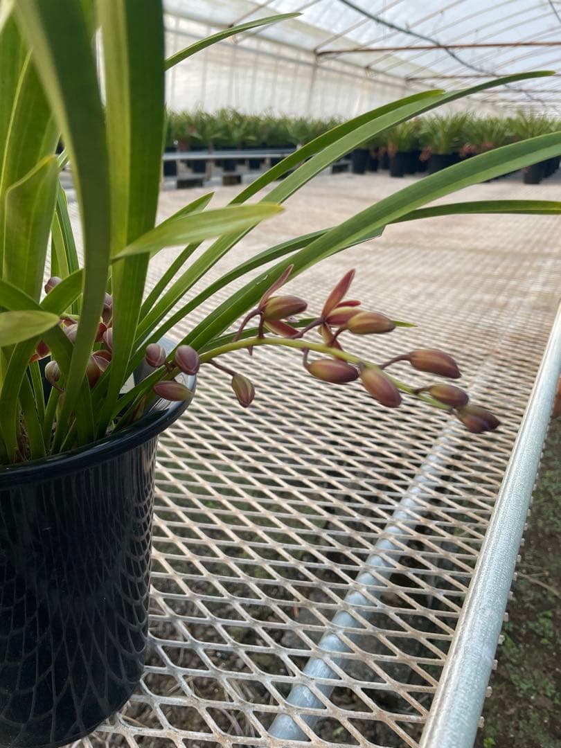 R8年キンリョウヘン花芽3本#3