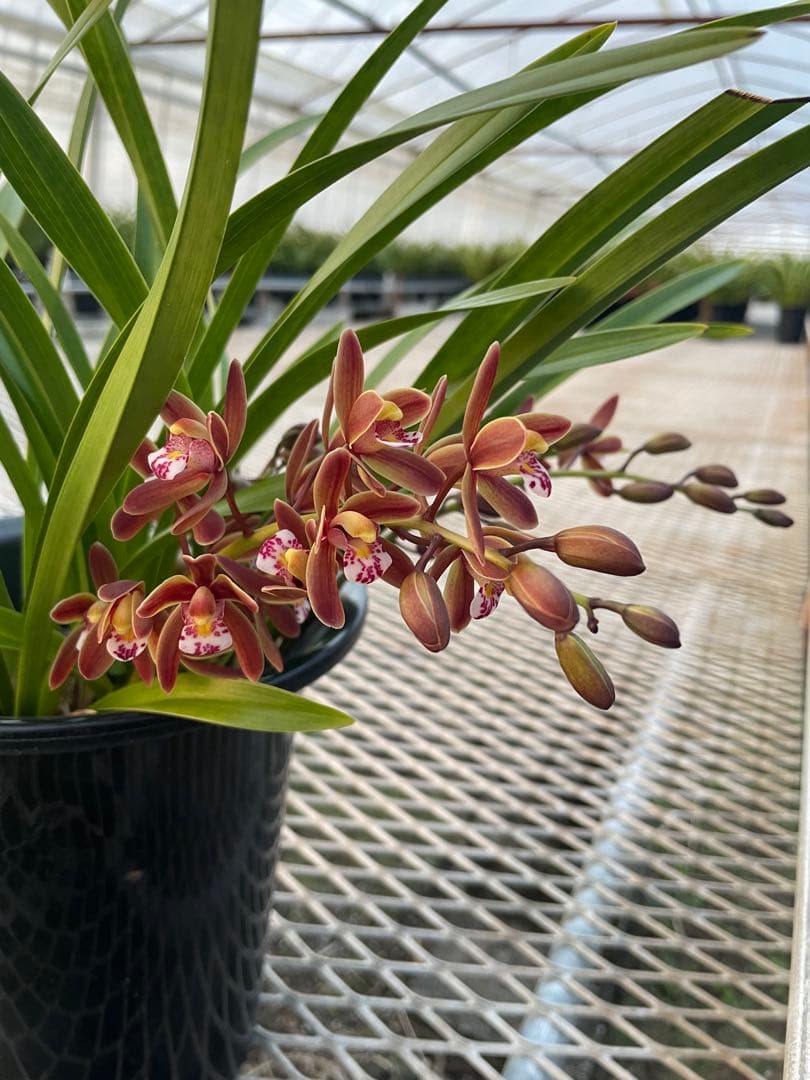 R8年キンリョウヘン花芽3本#3